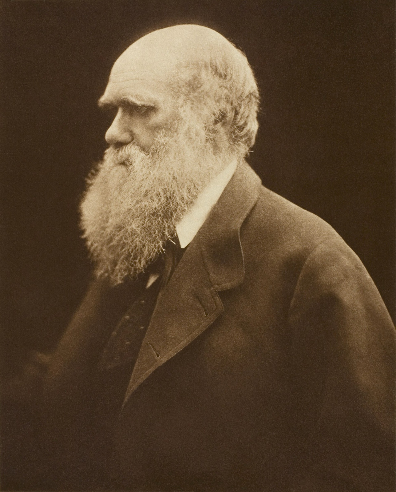 Charles Darwin by Julia Margaret Cameron, c. 1868 — Julia Margaret Cameron / Adam Cuerden